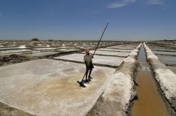 <p>Fig. 1B. Raking the top of the salt ponds in Marakkanam in Tamil Nadu, India.</p>