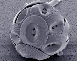<p>Fig. 1. An individual phytoplankton cell (<em>Coccolithus pelagicus</em>)</p>
