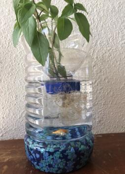 <p>Fig. 6. Complete aquaponics-in-a-bottle with aquarium rocks, a small fish, and a basil plant.</p>