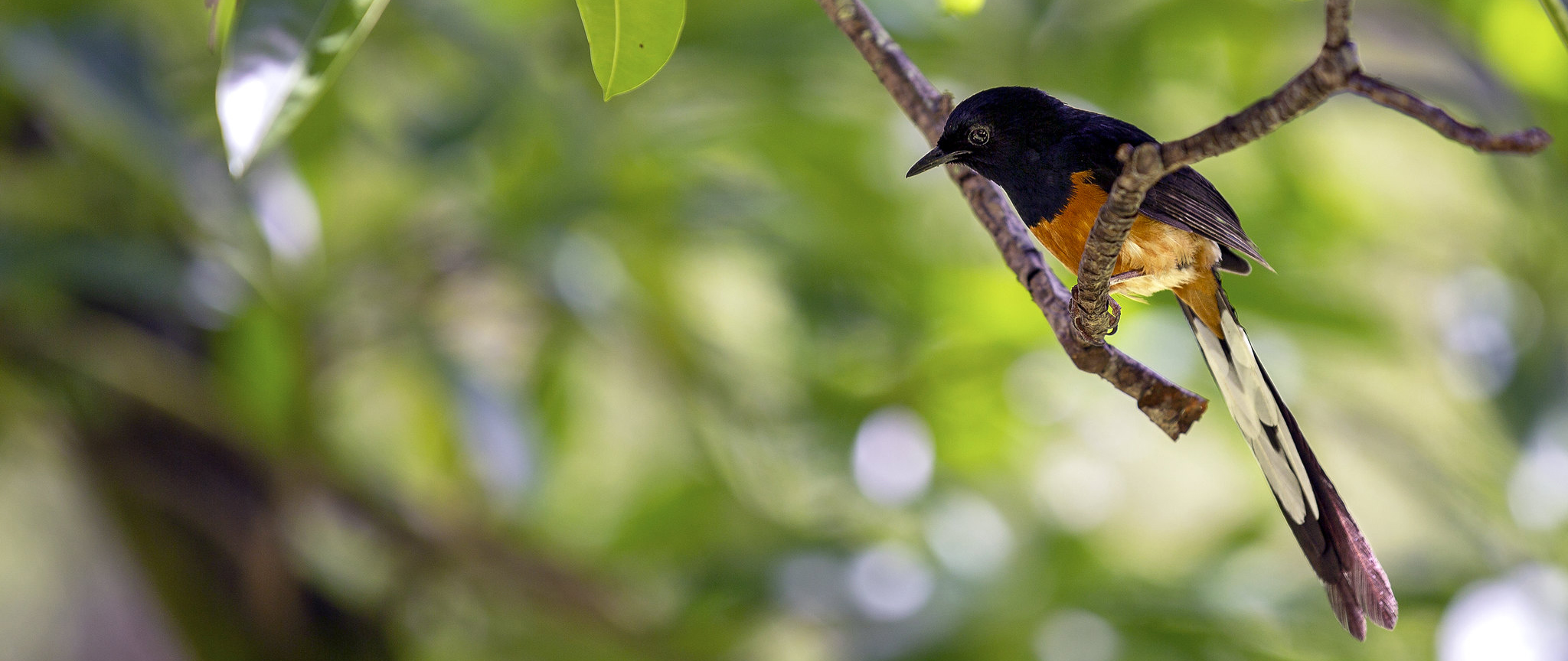 Shama Thrush Sighting on Campus