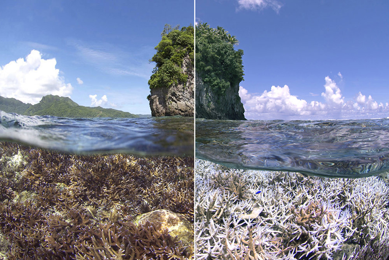 coral bleaching comparison