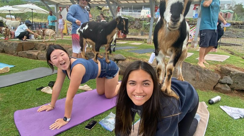 4-H Wolves Club doing goat yoga