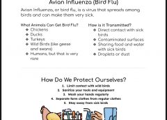 4-H Youth members received this Avian Influenza (Bird Flu) fact sheet during the tagging event to help promote safe animal handling and awareness of disease prevention.