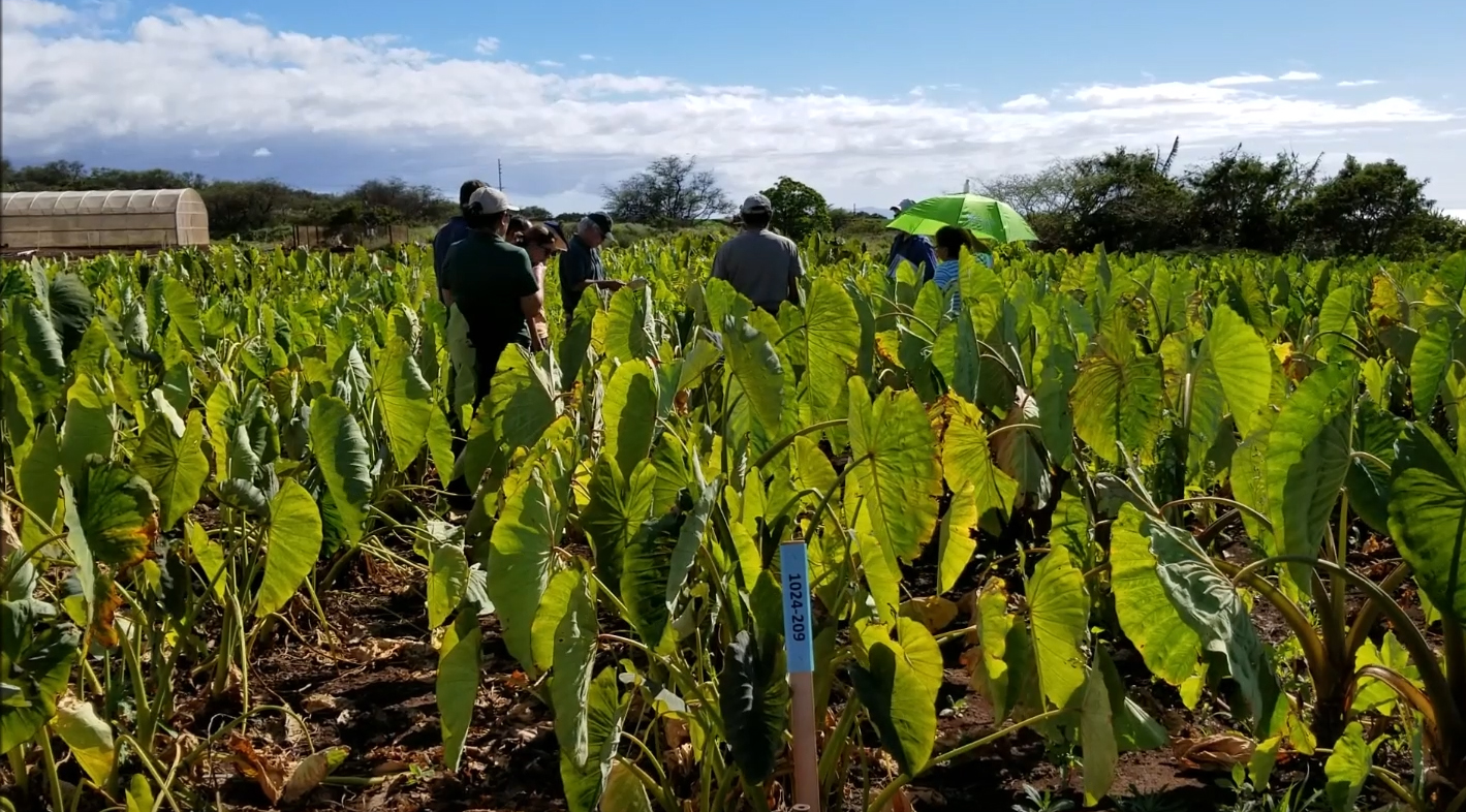 2019 Taro Field Day Attendees in the field