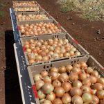 Onion varieties laid out in baskets