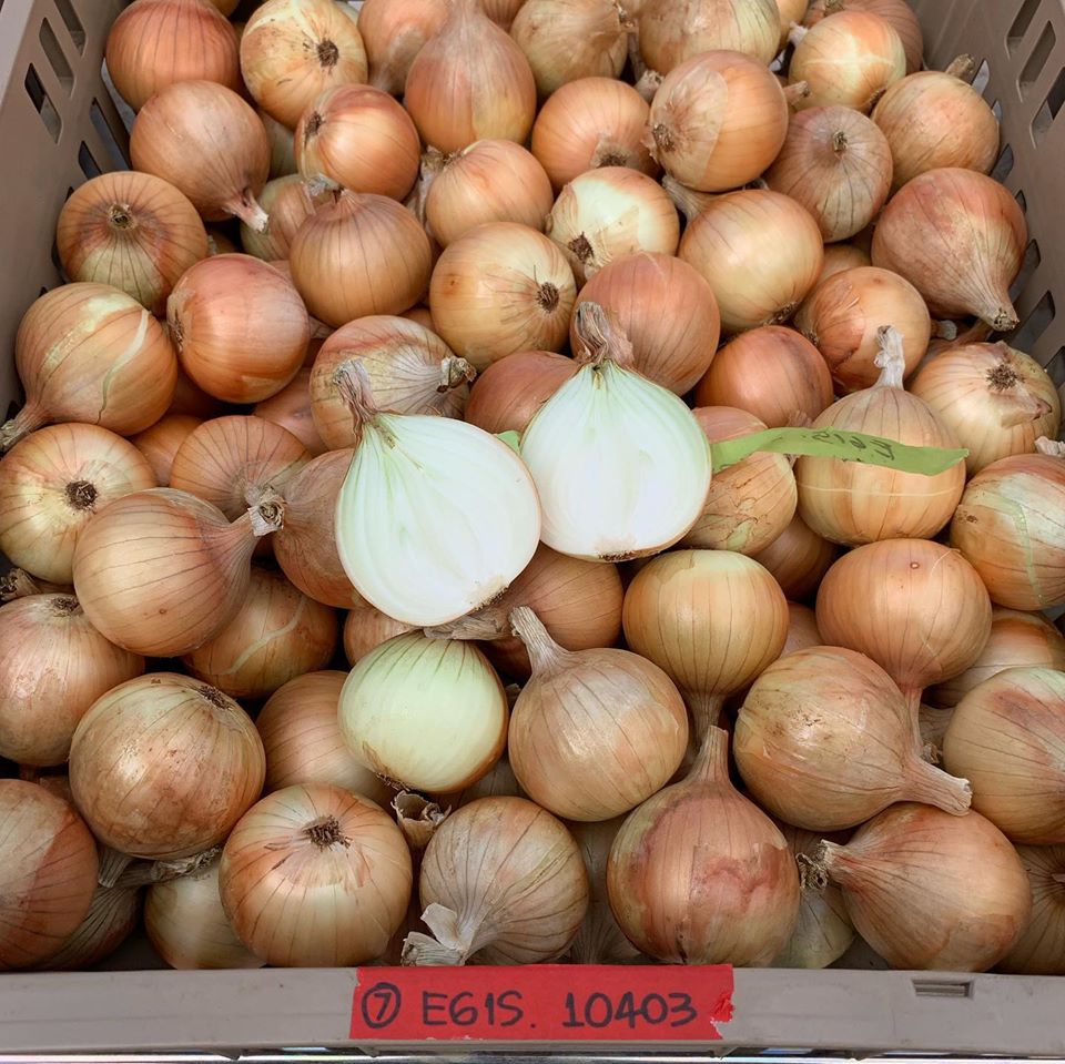 Sliced Kula onion in container of onions