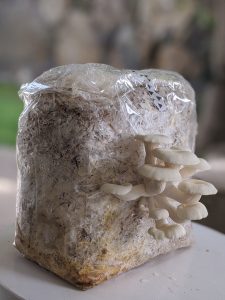 Oyster mushroom bag fruiting.