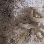 Mushrooms for Education