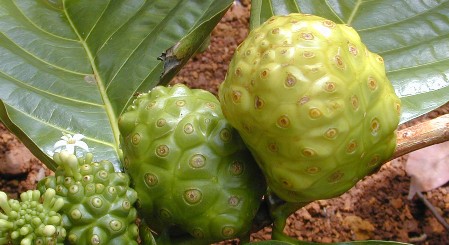 Indian Mulberry