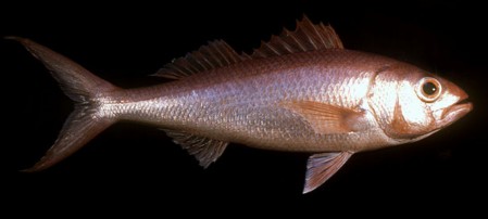Snapper - Long Tail Red