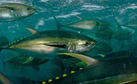 https://manoa.hawaii.edu/ctahr/pacificfoodguide/wp-content/uploads/2015/06/tuna-yellowfin.jpg
