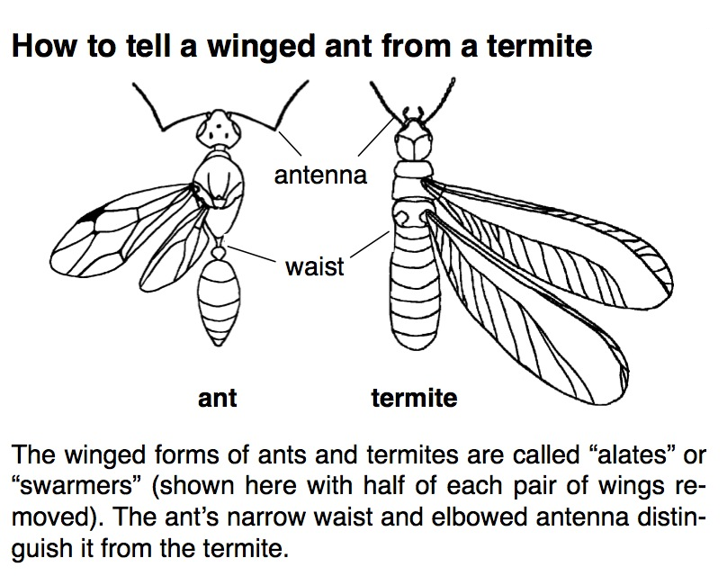 Winged ant and winged termite comparison