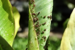 banana-aphids-pentalonia-nigronervosa_25008776417_o