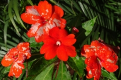 catharanthus-roseus-madagascar-periwinkle-botrytis-blight-of-flowers_27841495229_o
