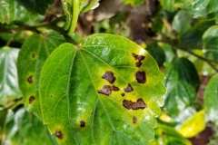 hibiscus-bacterial-leaf-spot_38849847120_o