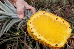 pineapple-ananas-comosus-translucent-fruit-pulp_38849877010_o