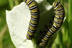 the-monarch-butterfly-danaus-plexippus-larvae-feeding-on-leaves-of-crown-flower-calotropis-gigantea_38979330625_o