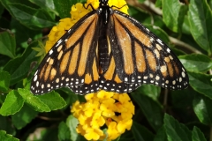 the-monarch-butterfly-danaus-plexippus_40140309042_o