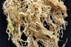 tomato-solanum-lycopersicum-root-knot-nematodes_38850656065_o