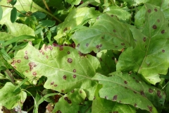 beet-beta-vulgaris-cercospora-leaf-spot_40025711530_o