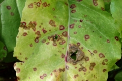 beet-beta-vulgaris-cercospora-leaf-spot_41790230182_o