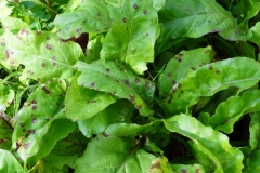 beet-beta-vulgaris-cercospora-leaf-spot_41832224351_o