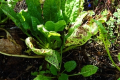 chard-cercospora-leaf-spot_41660115632_o