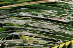 coconut-cocos-nucifera-agonoxena-argaula-coconut-leafminer-injury-to-leaflets-in-manoa_41696905445_o