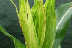 corn-leafhopper-peregrinus-maidis_41891617061_o