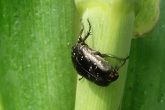 corn-zea-mays-oriental-flower-beetle-protaetia-orientalis_40153154360_o