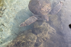 hawaiian-sea-turtle_26740856667_o
