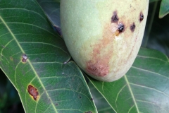 mango-mangifera-indica-bacterial-black-spot-caused-by-xanthomonas-citri-pv-mangiferae-indicae_40801089555_o