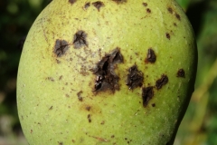 mango-mangifera-indica-bacterial-black-spot-caused-by-xanthomonas-citri-pv-mangiferae-indicae_40801093005_o