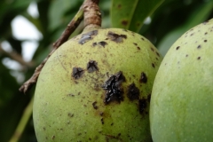 mango-mangifera-indica-bacterial-black-spot-caused-by-xanthomonas-citri-pv-mangiferae-indicae_41025285824_o