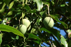 mango-mangifera-indica-bacterial-black-spot-caused-by-xanthomonas-citri-pv-mangiferae-indicae_41808195001_o