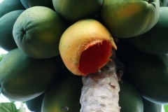 papaya-carica-papaya-rats-feeding-injury-to-fruit_40453359670_o