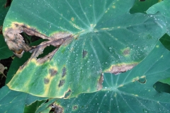taro-colocasia-esculenta-leaf-blight_41547976972_o