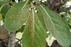 tournefortia-argentea-tree-heliotrope-rust-caused-by-uredo-wakensis_41046403804_o