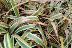 variegated-flax-lily-vairegata-dianella-tasmanica-leaf-spot-leaf-blight_40629266405_o