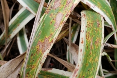 variegated-flax-lily-vairegata-dianella-tasmanica-leaf-spot-leaf-blight_40629269375_o