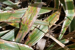 variegated-flax-lily-vairegata-dianella-tasmanica-leaf-spot-leaf-blight_41698191081_o