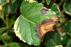 dsc08095-bacterial-leaf-blight-of-panax_5833381084_o