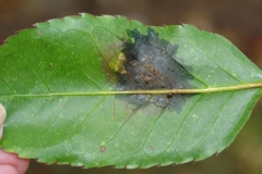 dsc08098-bacterial-leaf-blight-of-panax_5832829761_o