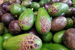avocado-persea-americana-rubbing-injury-to-fruits_35716090894_o