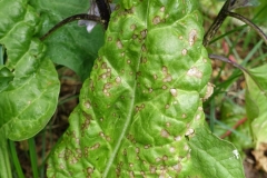 chard-cercospora-leaf-spot_21987868730_o