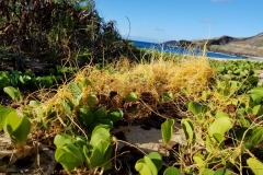 cuscuta-sandwichiana-endemic-hawaiian-dodder_36562329344_o