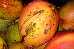 mango-anthracnose-tear-stain-symptom_22920098240_o