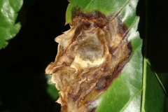 panax-polyscias-guilfoylei-bacterial-leaf-blight_36241773113_o