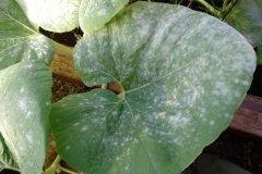 pumpkin-cucurbita-pepo-atlantic-giant-powdery-mildew_37171551355_o