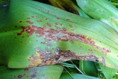 spider-lily-leaf-spot-and-blight_37055866702_o